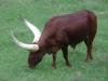 Another Ankole