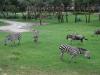 Zebras, wildebeasts and giraffes oh my!